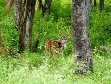 Ooty & Mudumalai Tour Packages