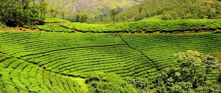 kodaikanal garden