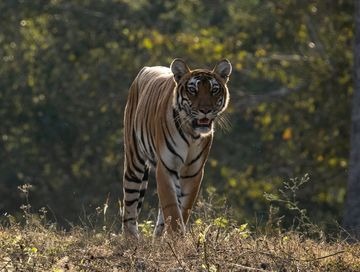 Banglore Kabini Tour Packages