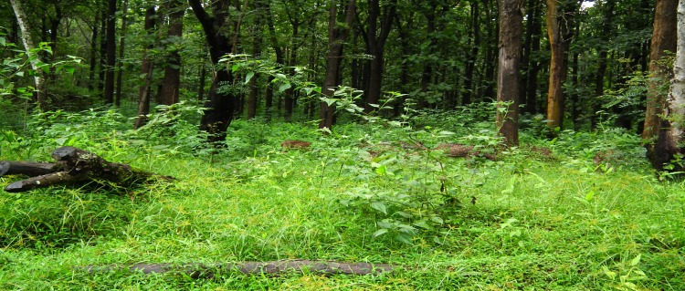 nagarhole national park 