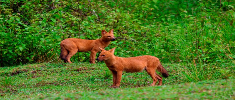 nagarhole park 