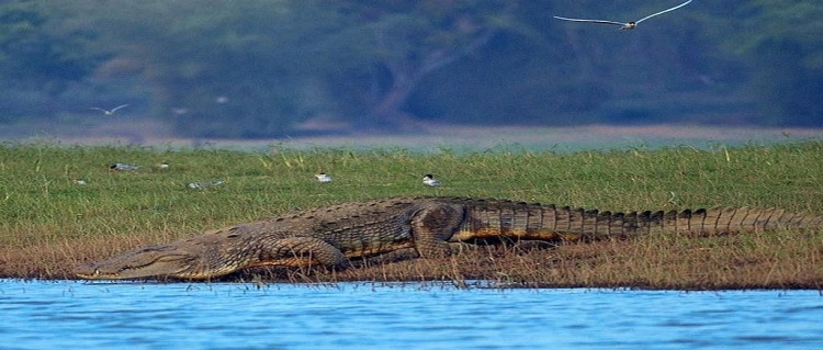 national park kabini 