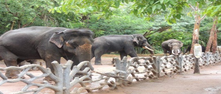 sakrebylu elephant camp 