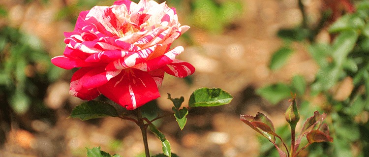 rose-garden