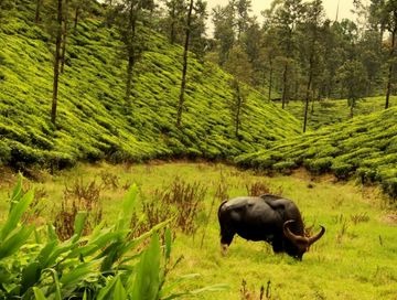 valparai Tour Package